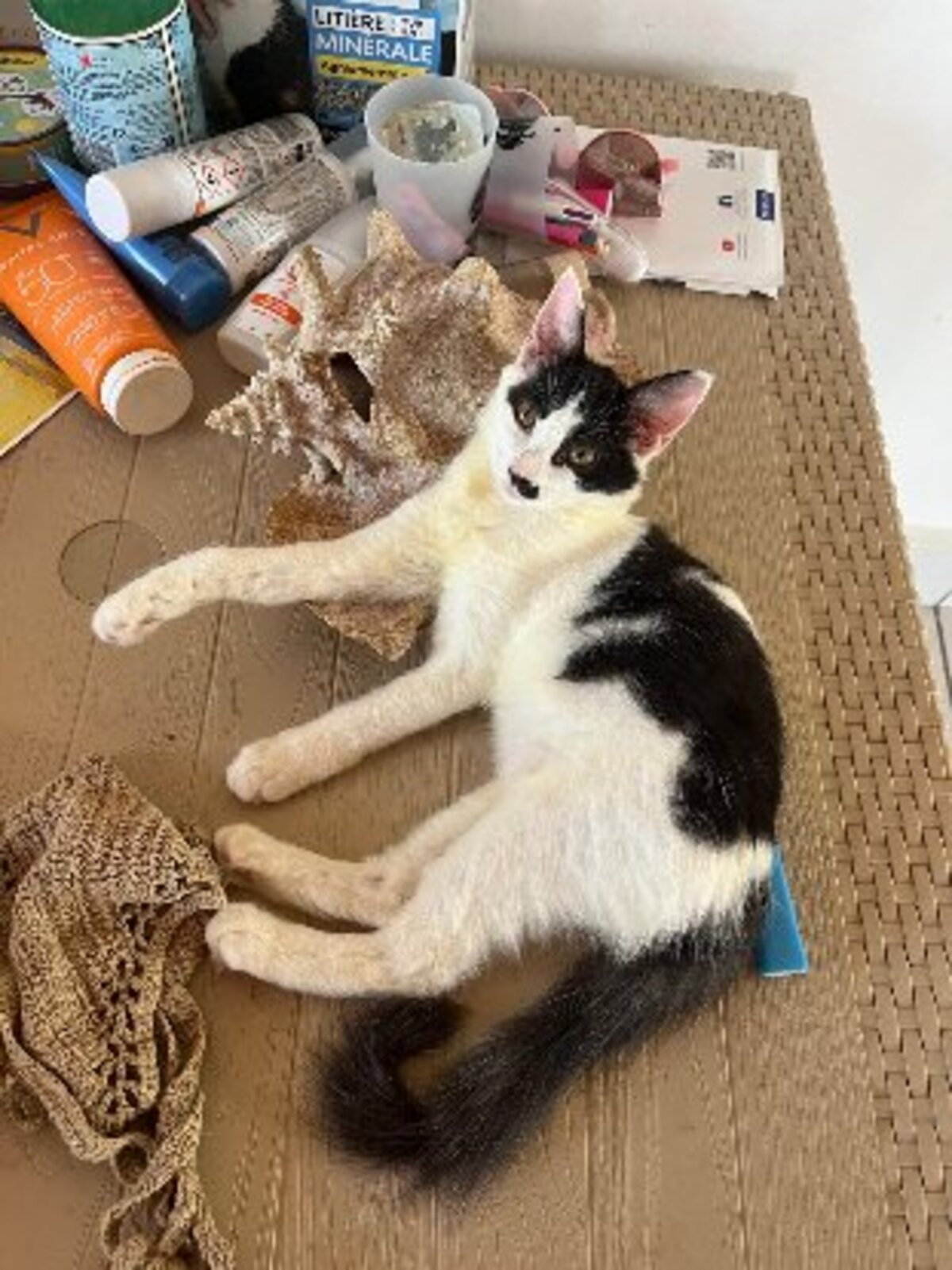 Adoption Méli