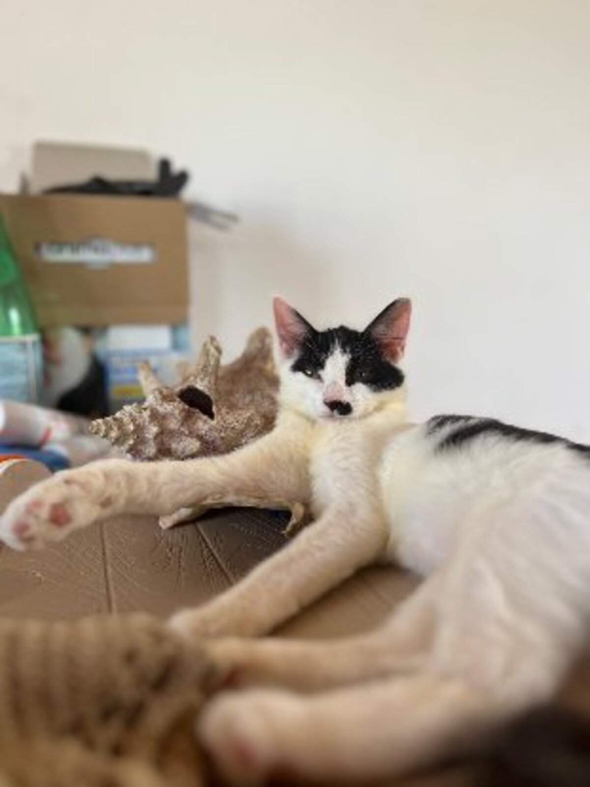 Adoption Méli