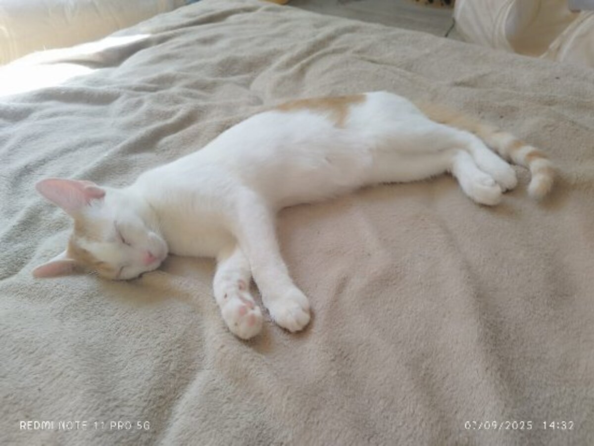Adoption Melly