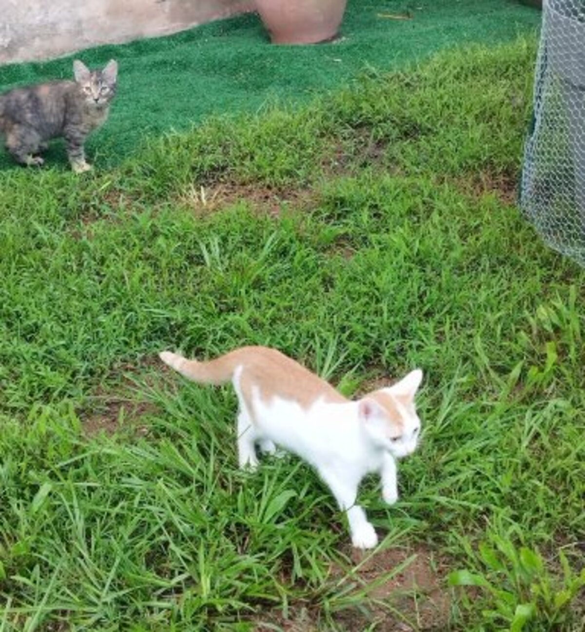 Adoption Melly