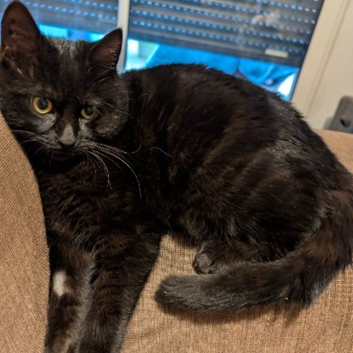 Adoption Mélodie