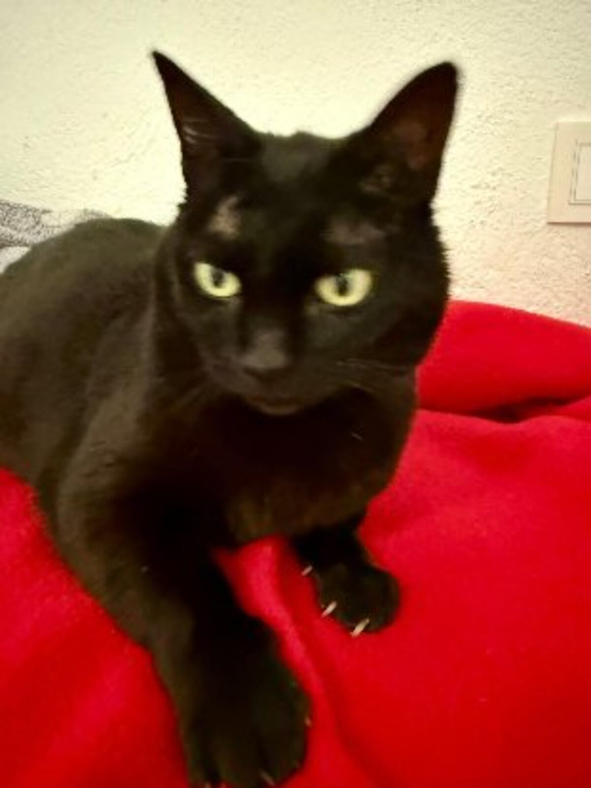 Adoption Merry