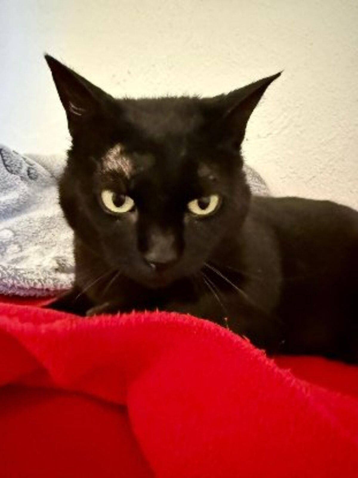 Adoption Merry