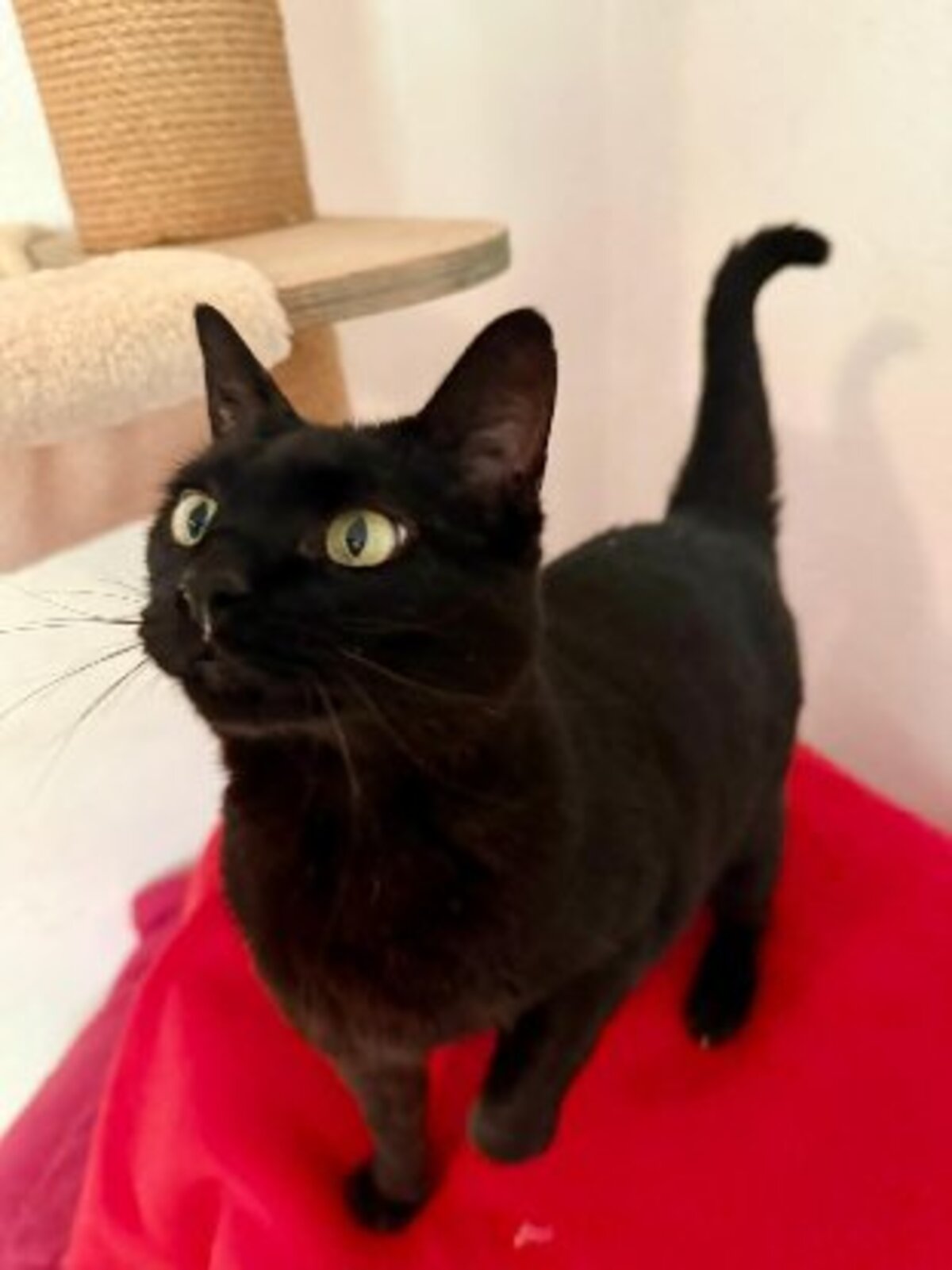 Adoption Merry