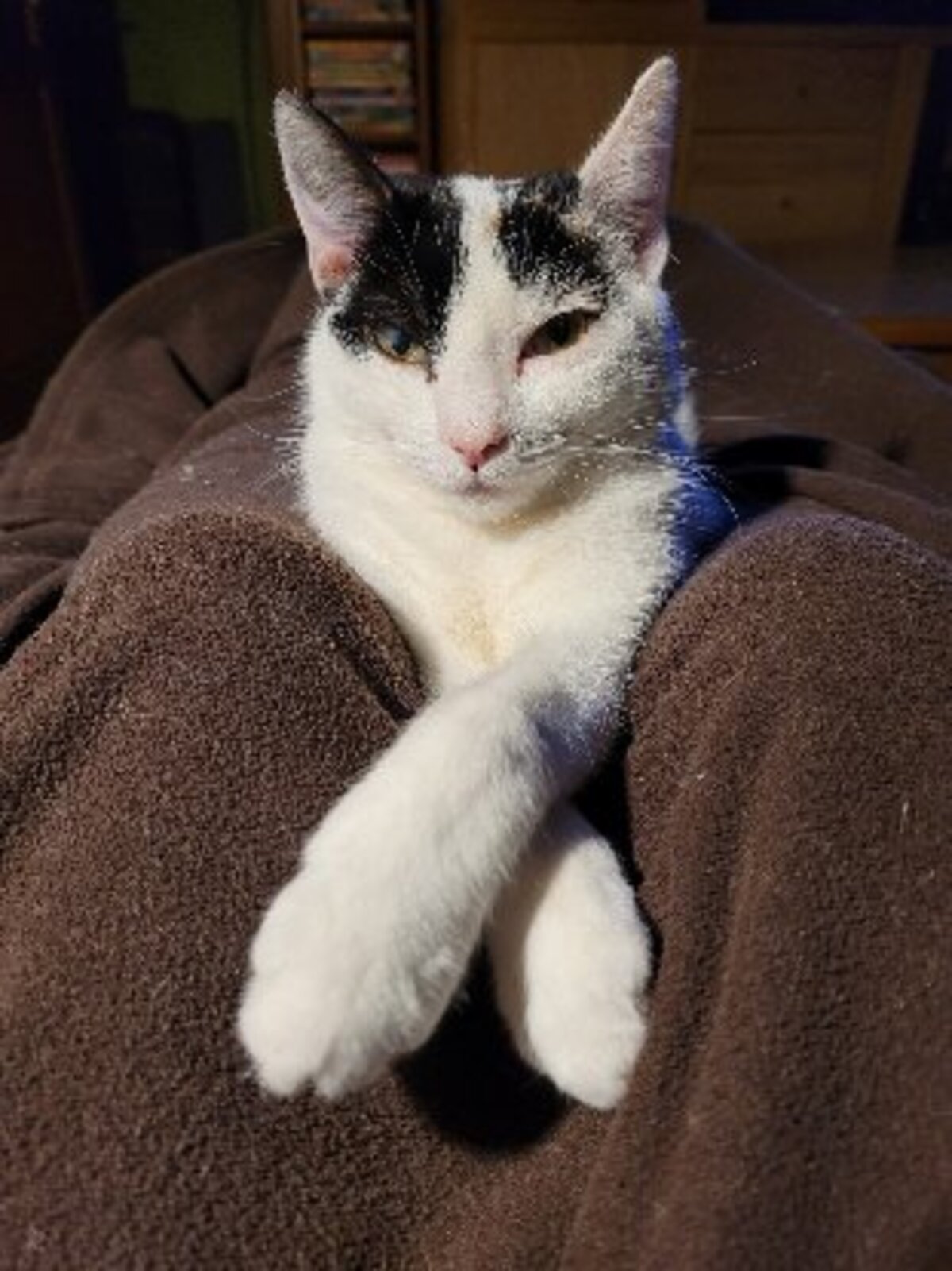Adoption Mia