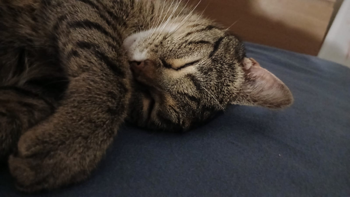 Adoption Mia