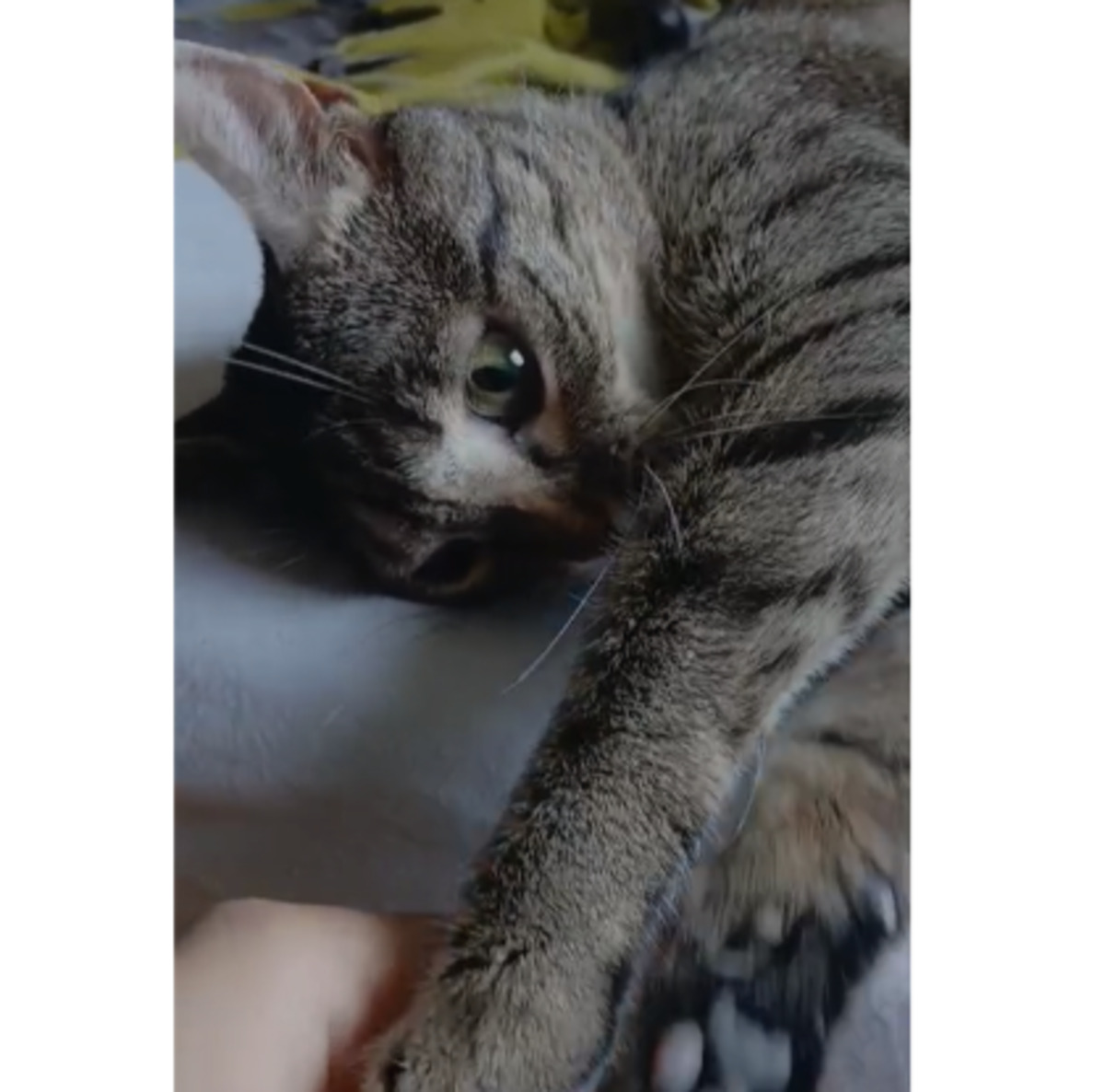 Adoption Mia