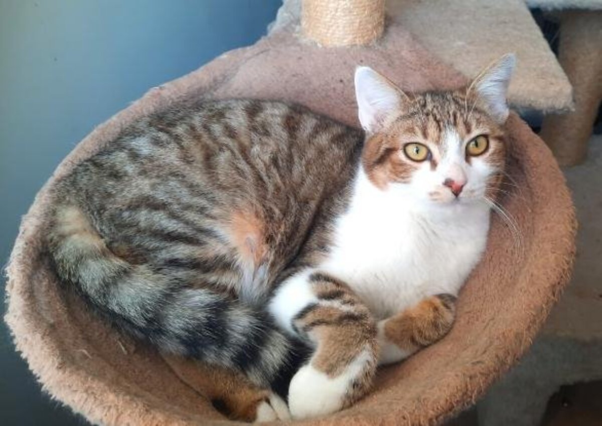 Adoption Mickey