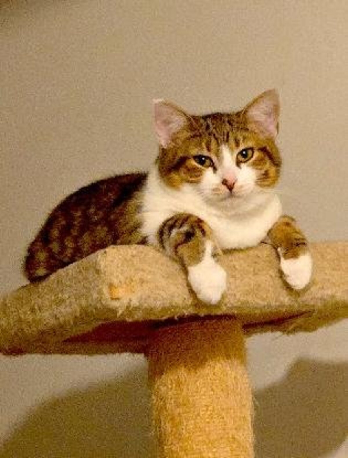 Adoption Mickey