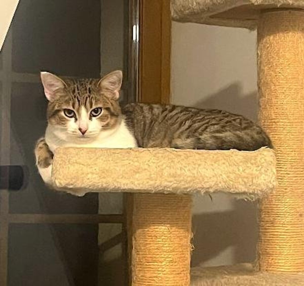 Adoption Mickey