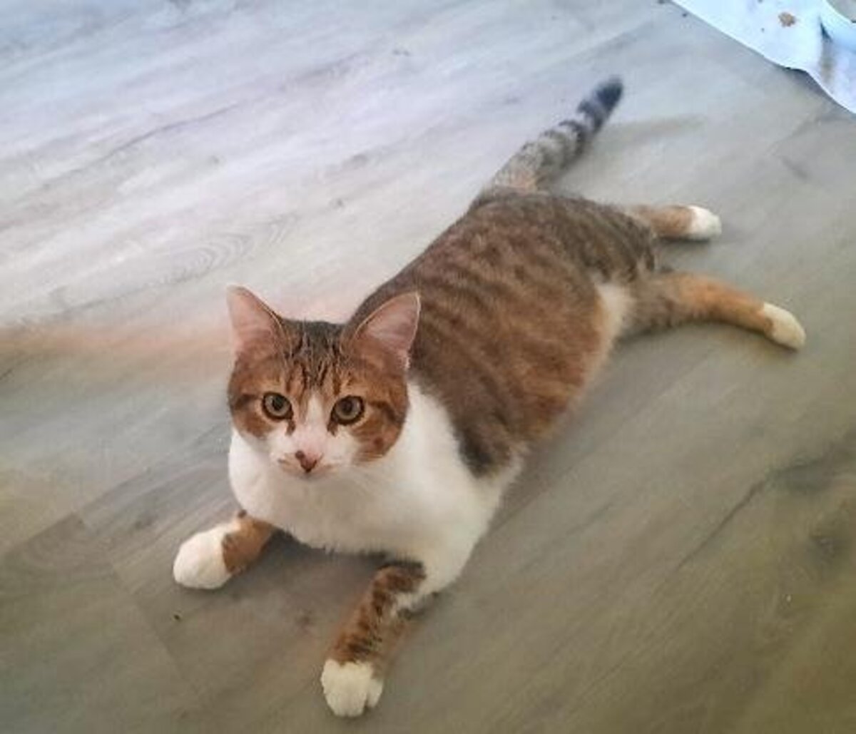 Adoption Mickey