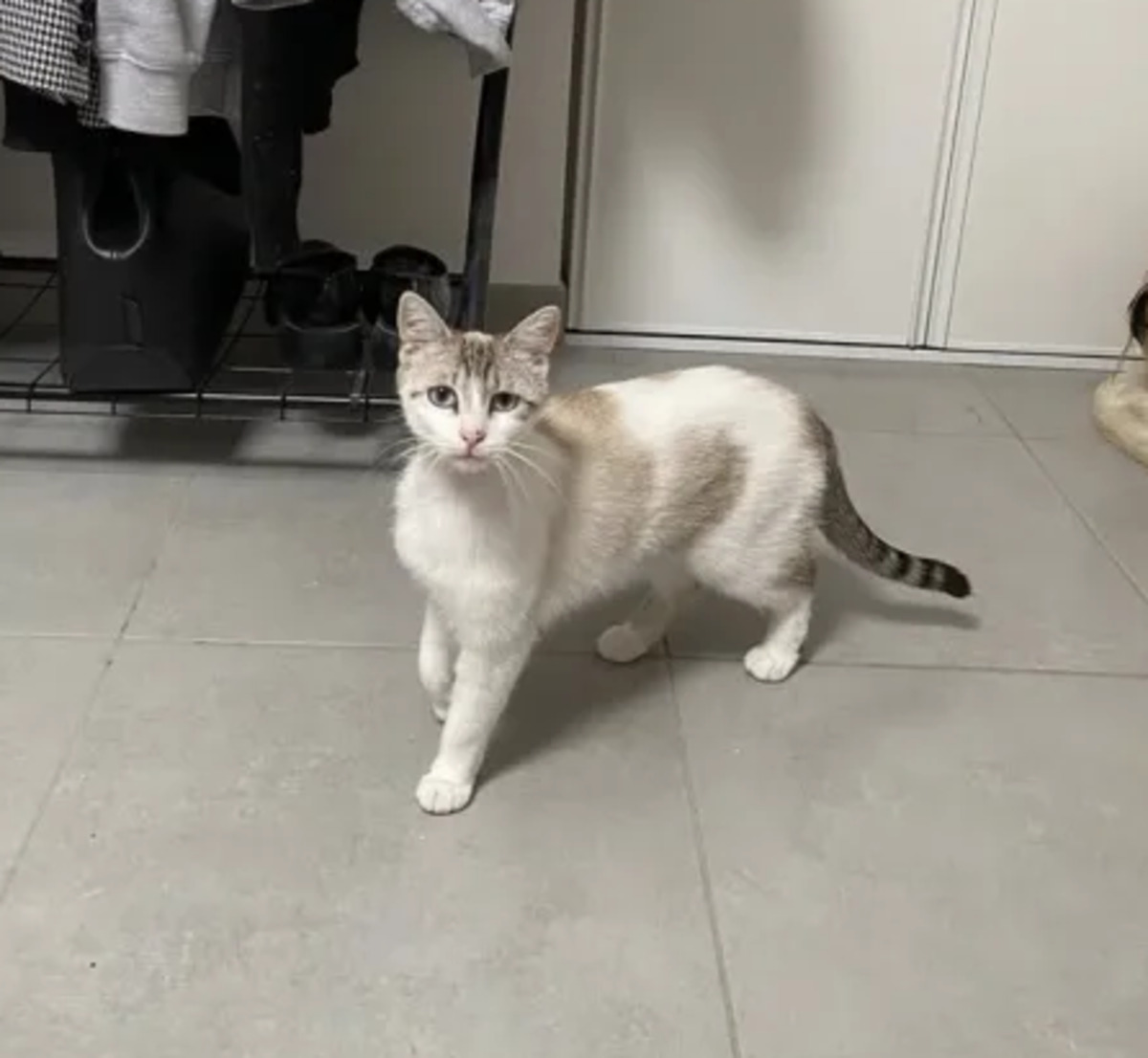 Adoption Mielle