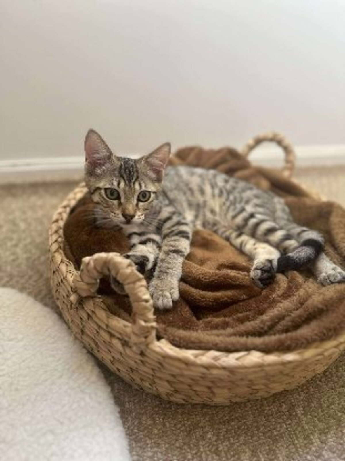 Adoption Mika
