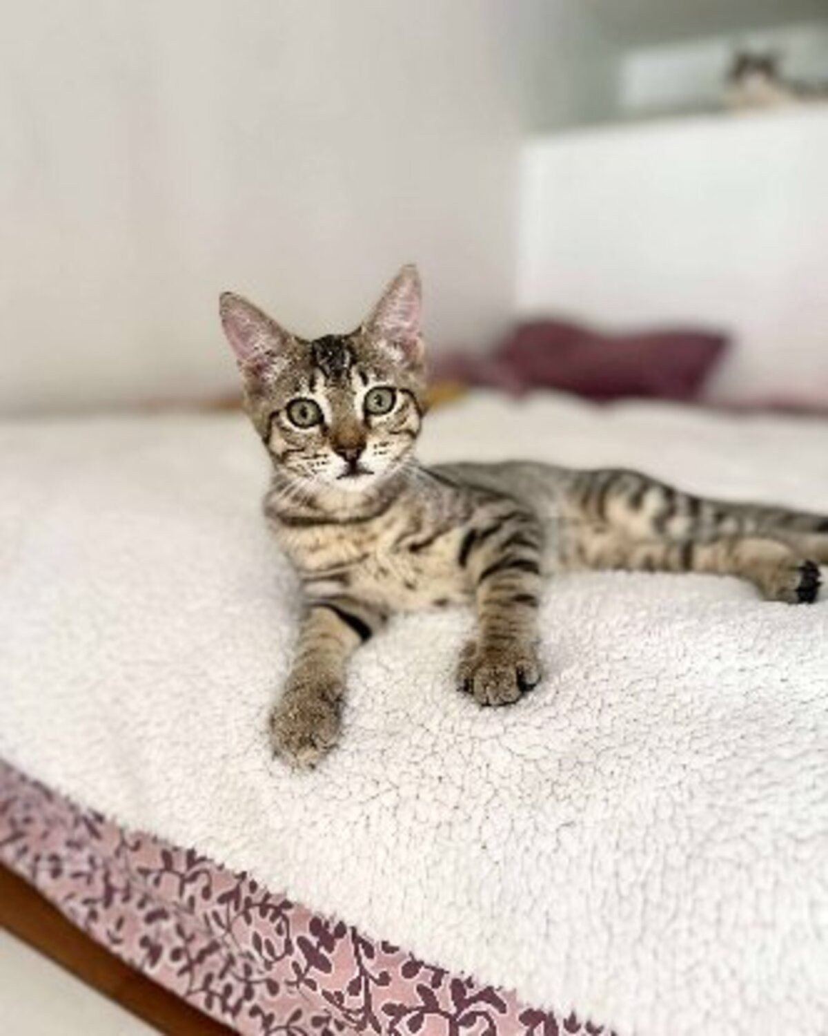Adoption Mika