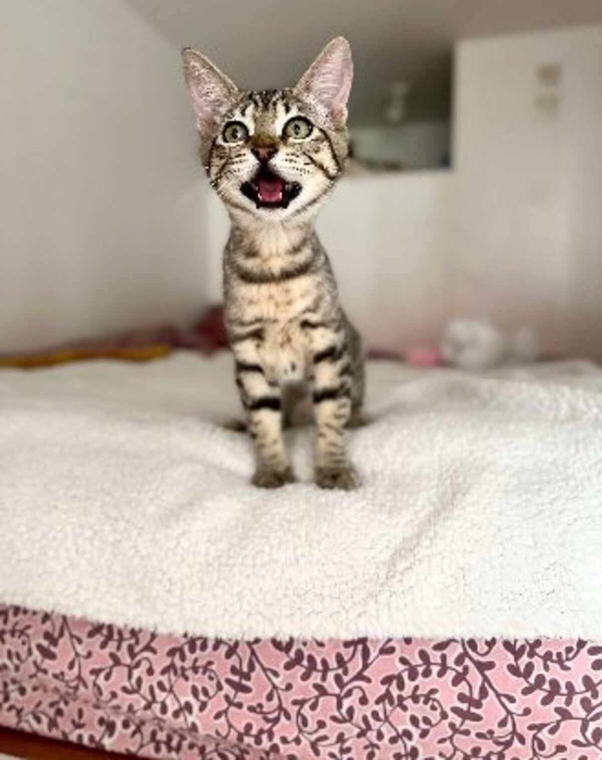 Adoption Mika