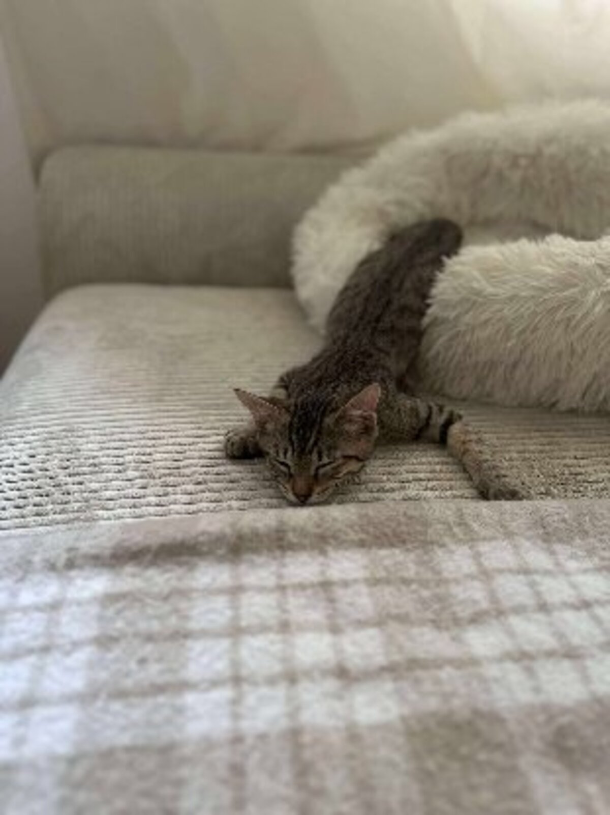 Adoption Mika