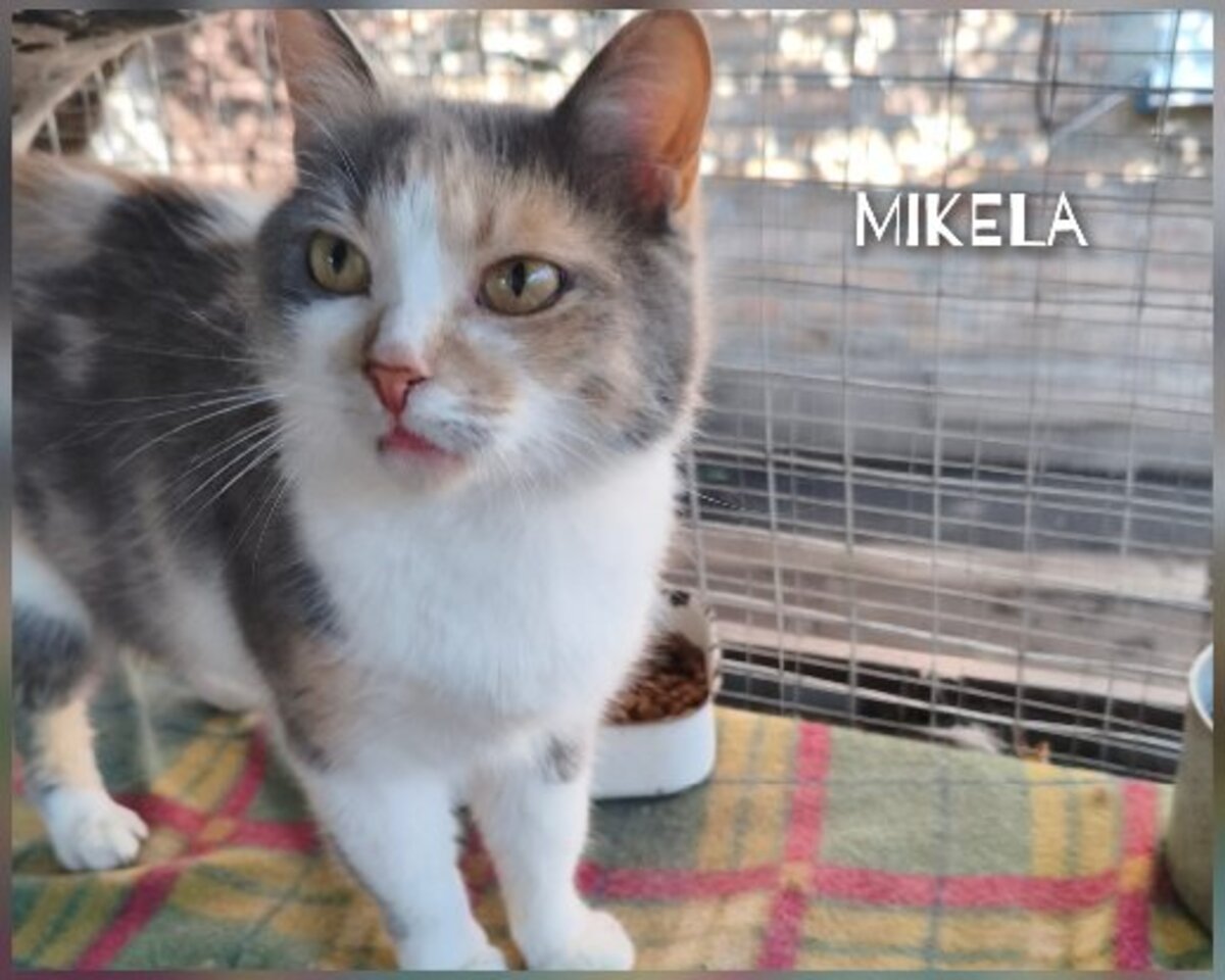 Adoption Mikela, chat a adopter!