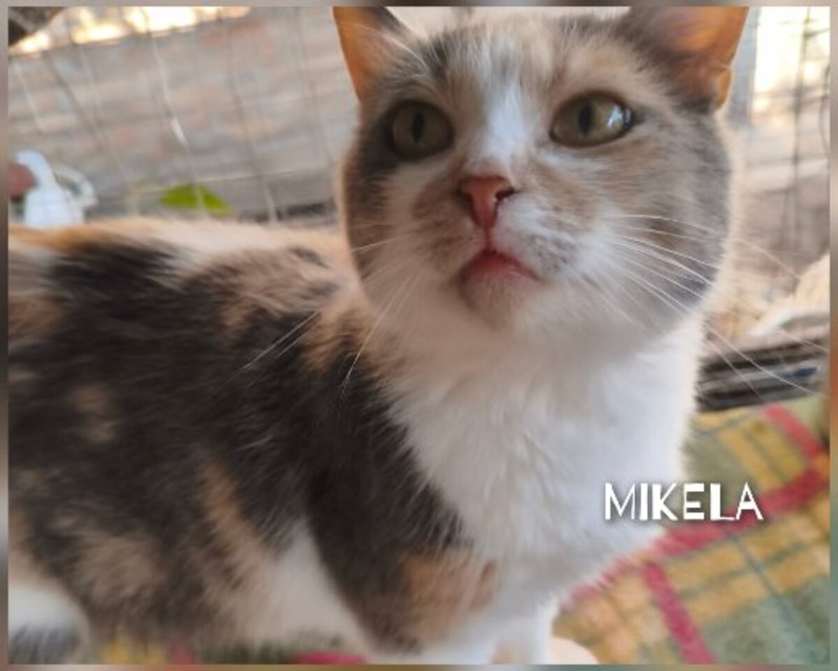 Adoption Mikela, chat a adopter!