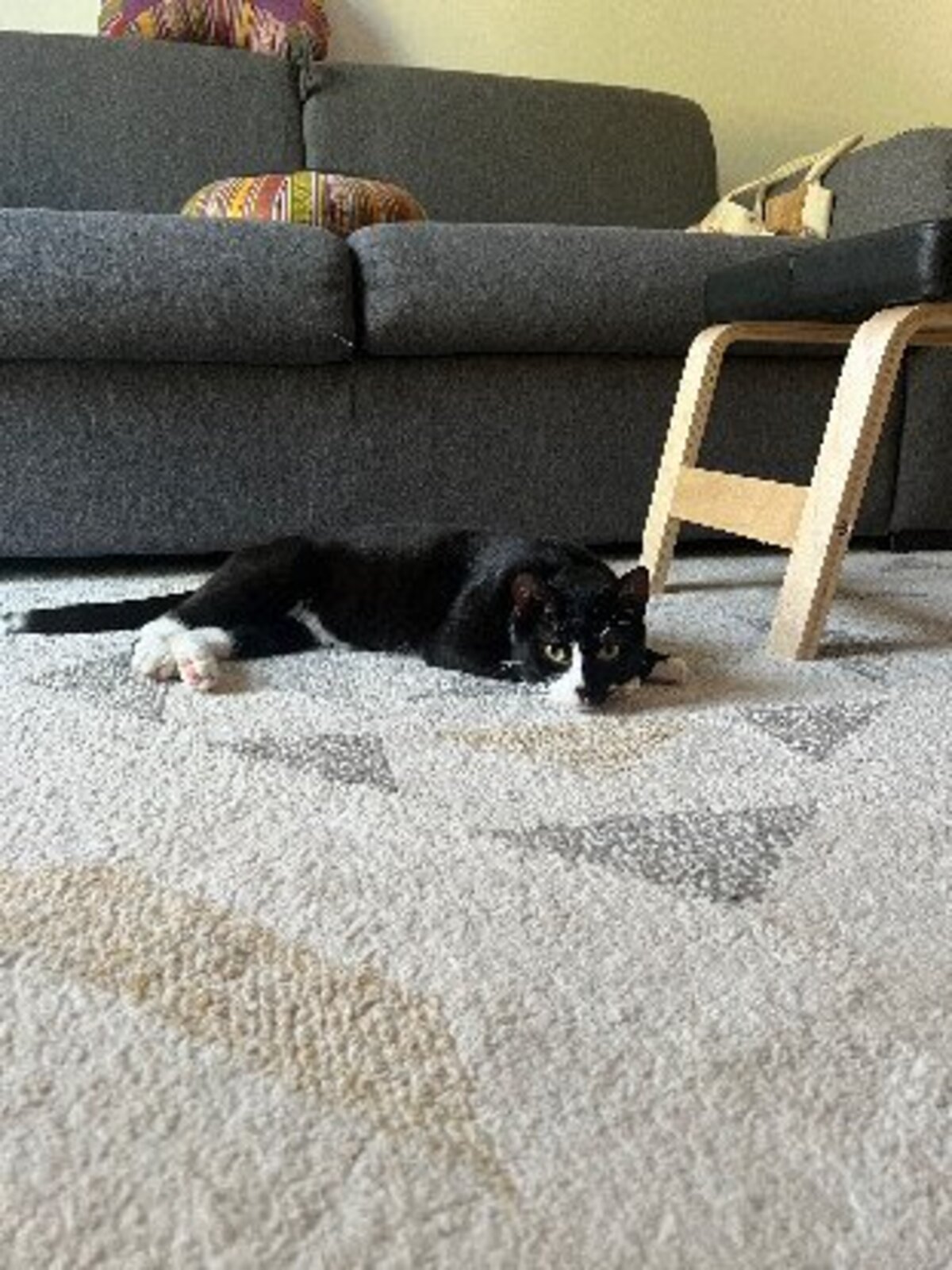 Adoption Miky