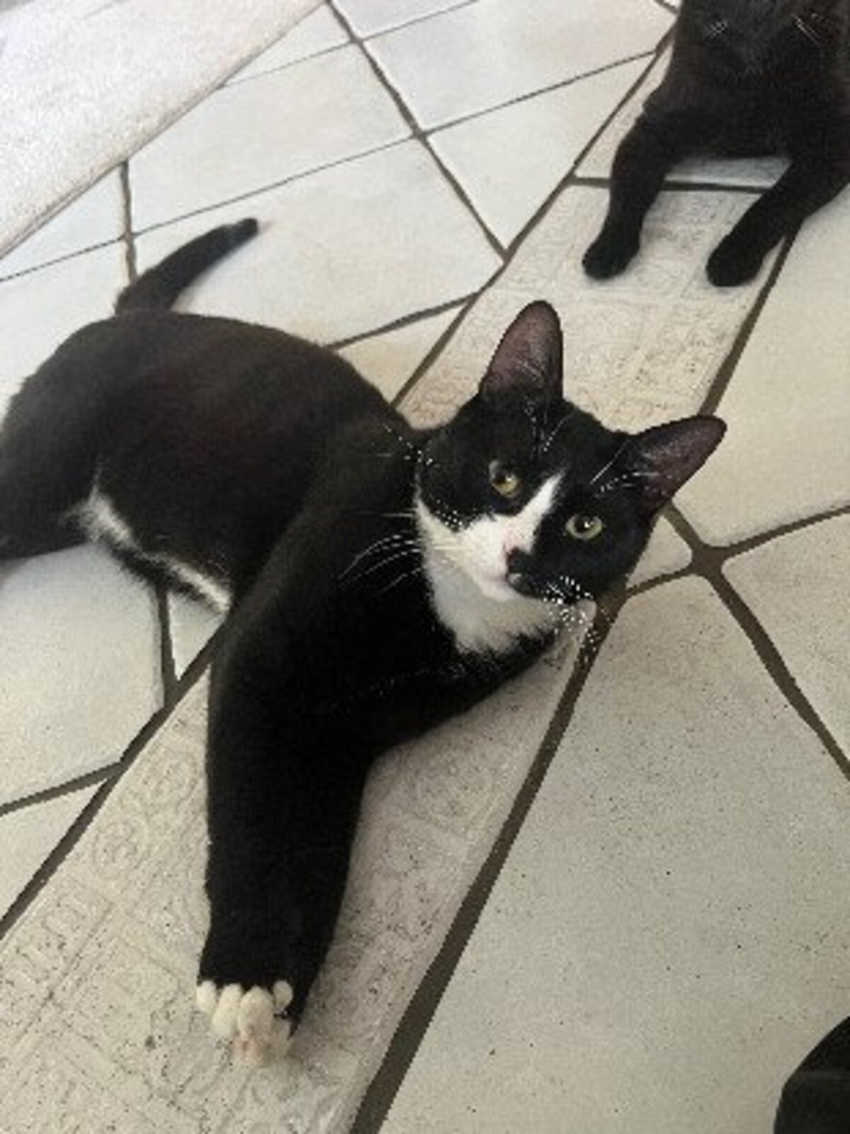 Adoption Miky
