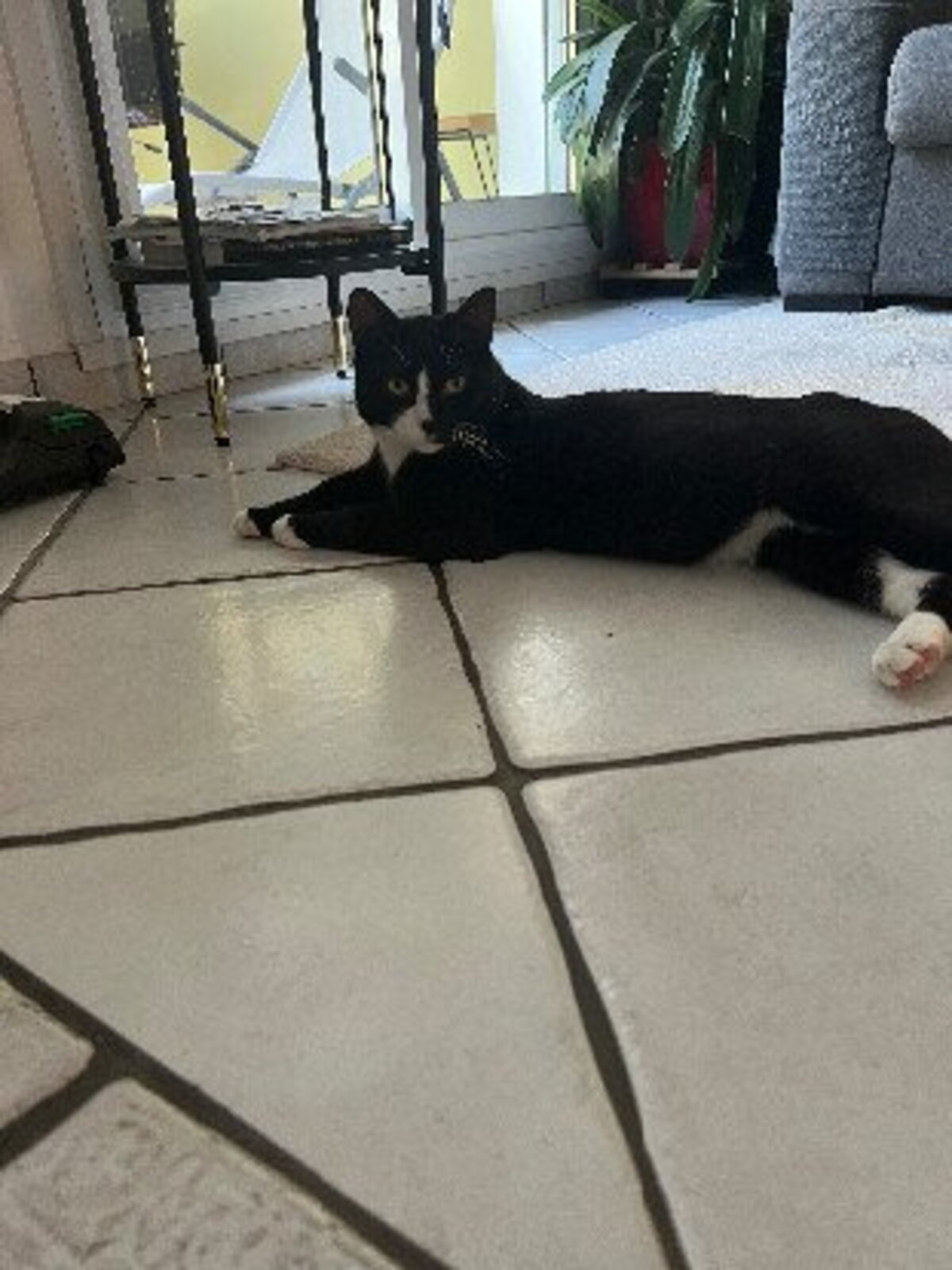 Adoption Miky