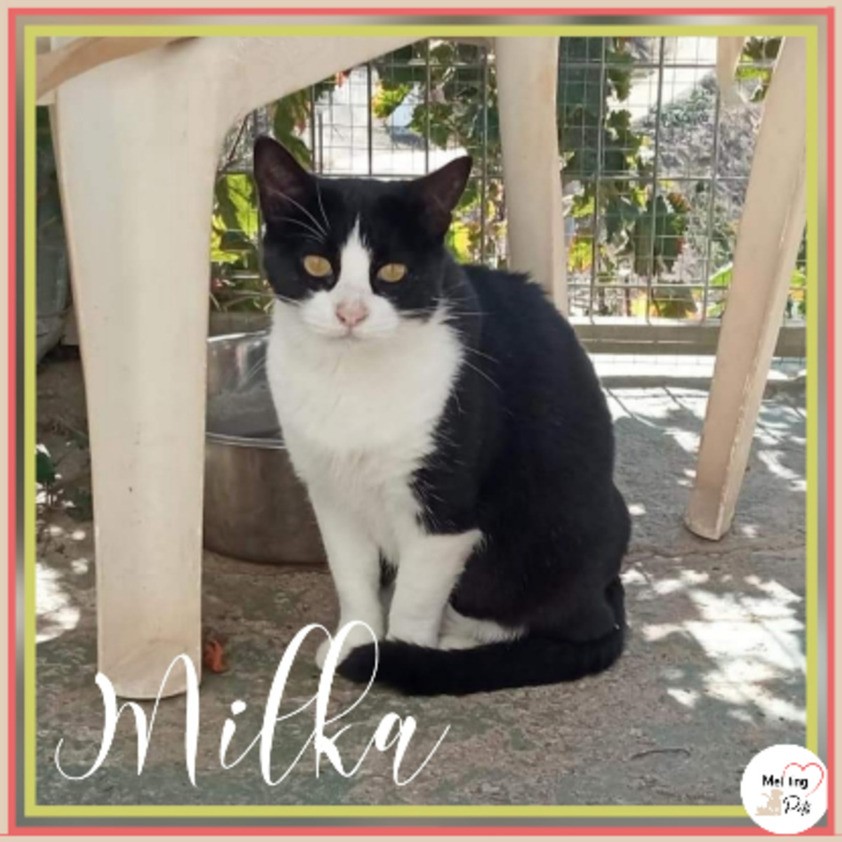 Adoption Milka