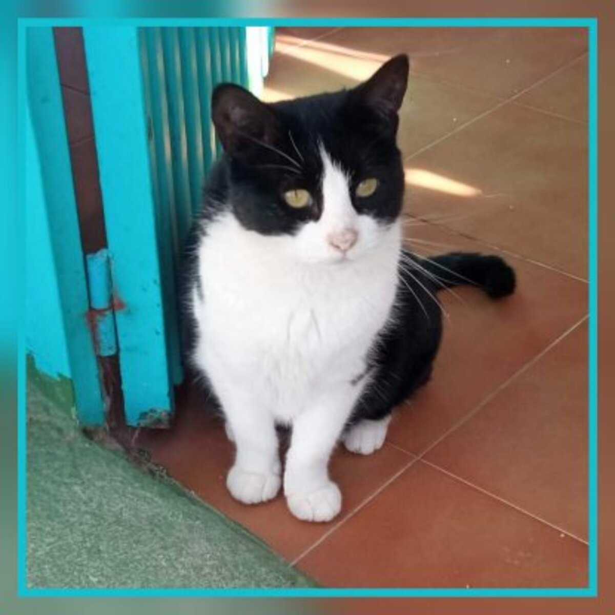 Adoption Milka