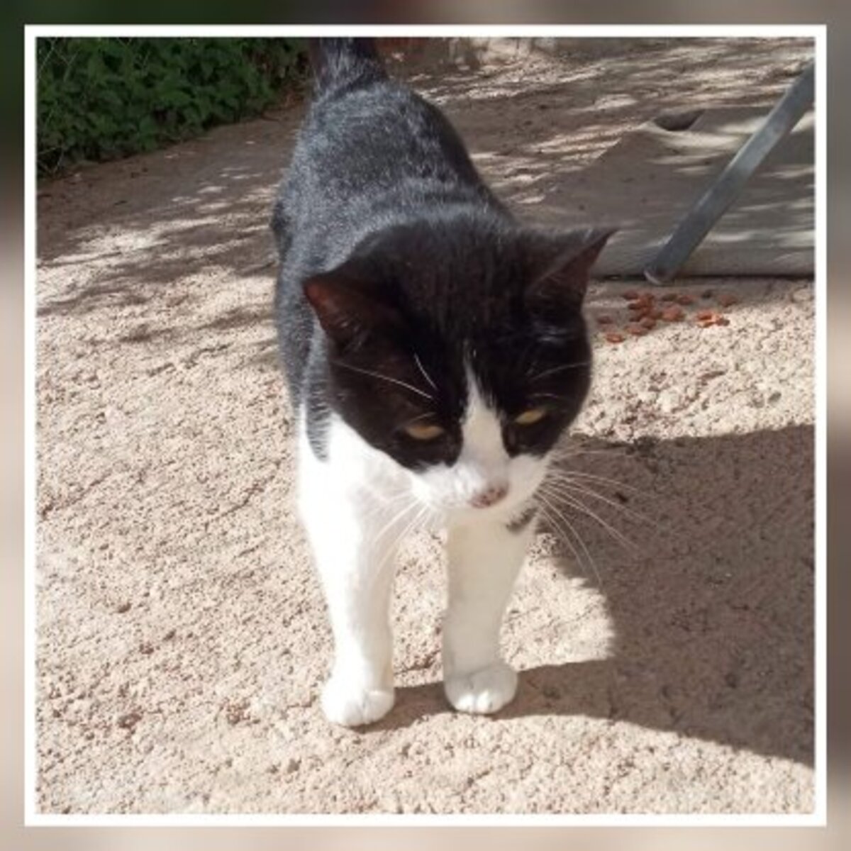 Adoption Milka
