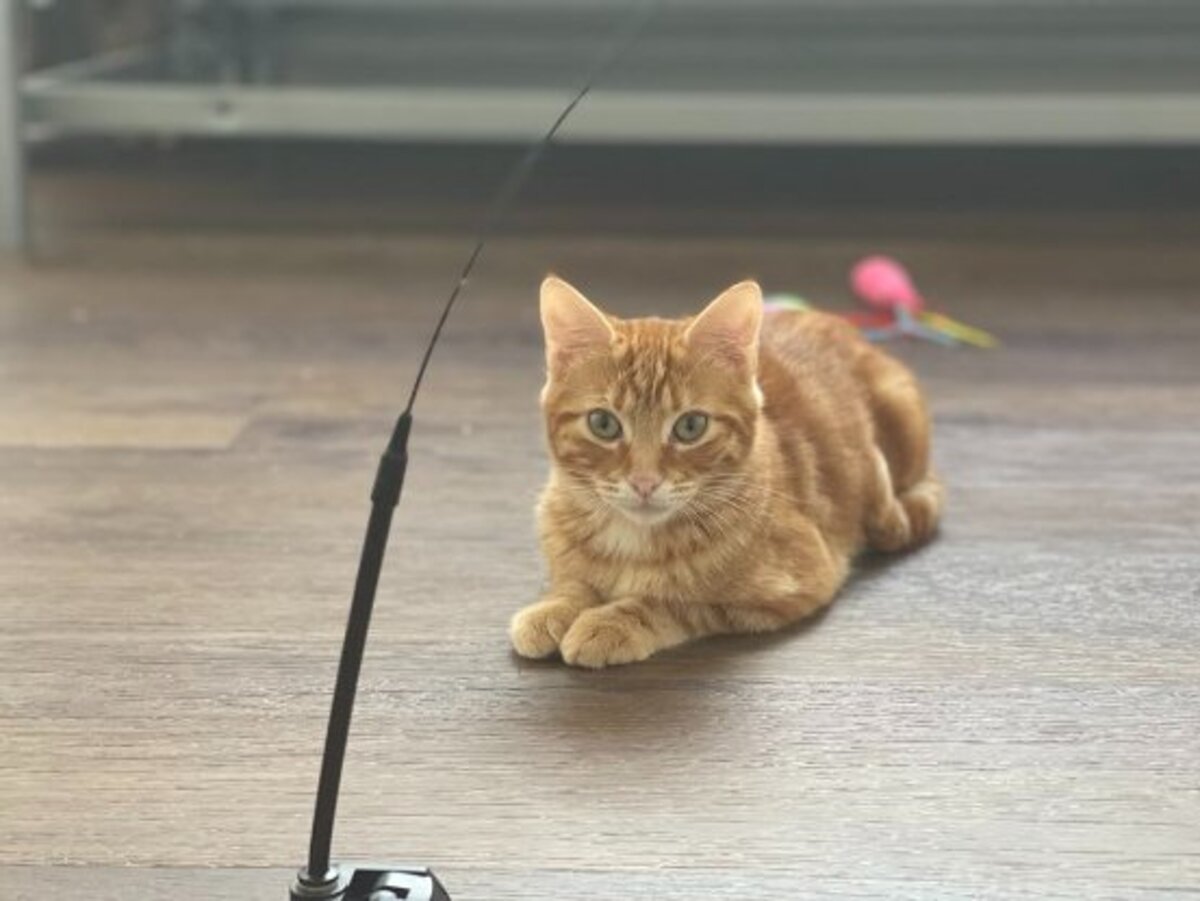 Adoption Milo