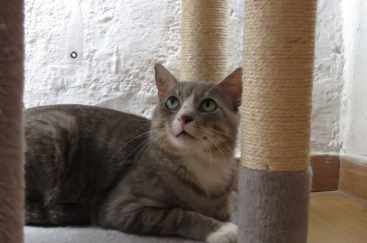 Adoption Milo