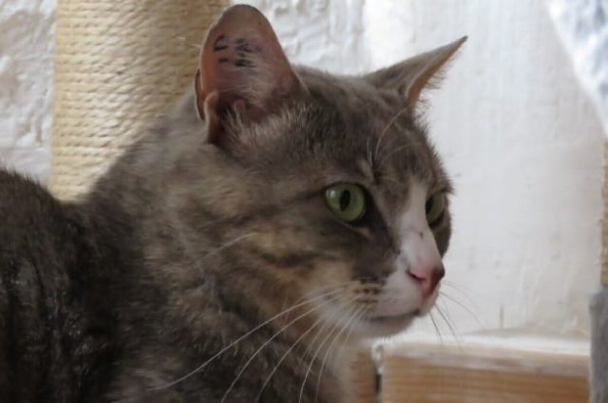 Adoption Milo