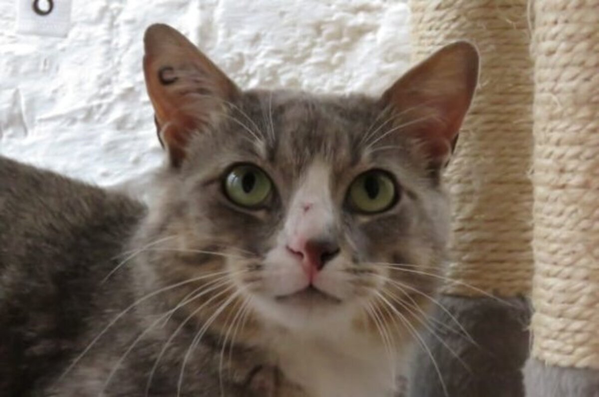 Adoption Milo