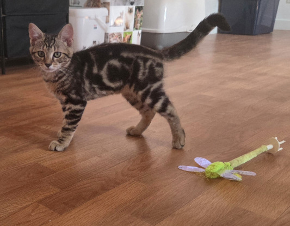 Adoption Milo