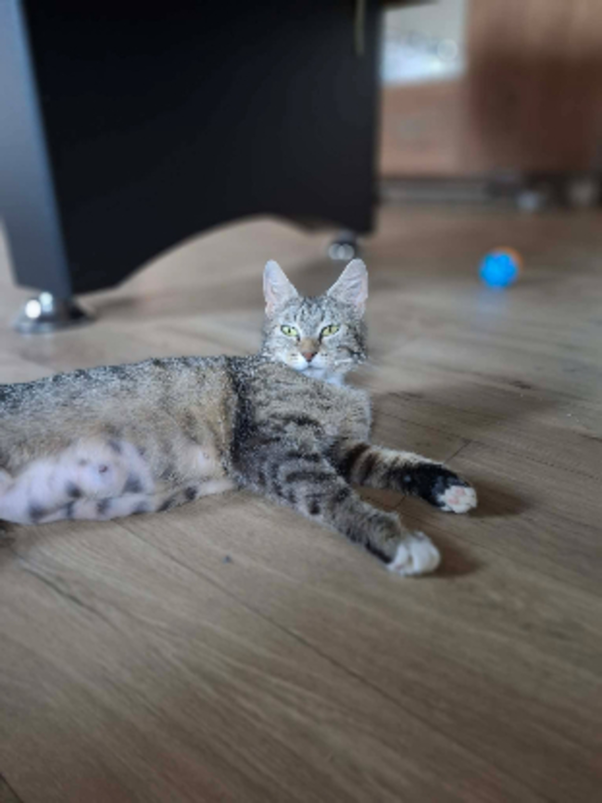 Adoption Mimi