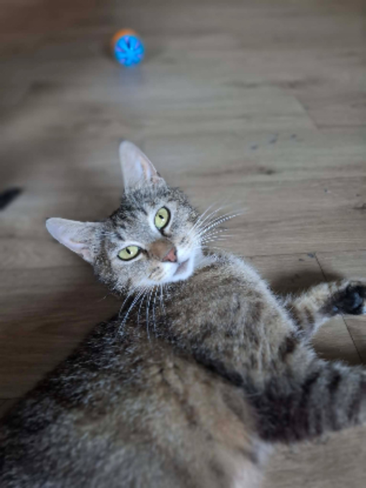 Adoption Mimi