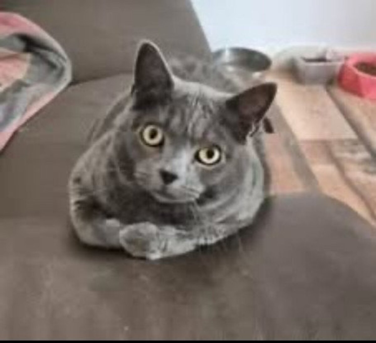 Adoption Mimine