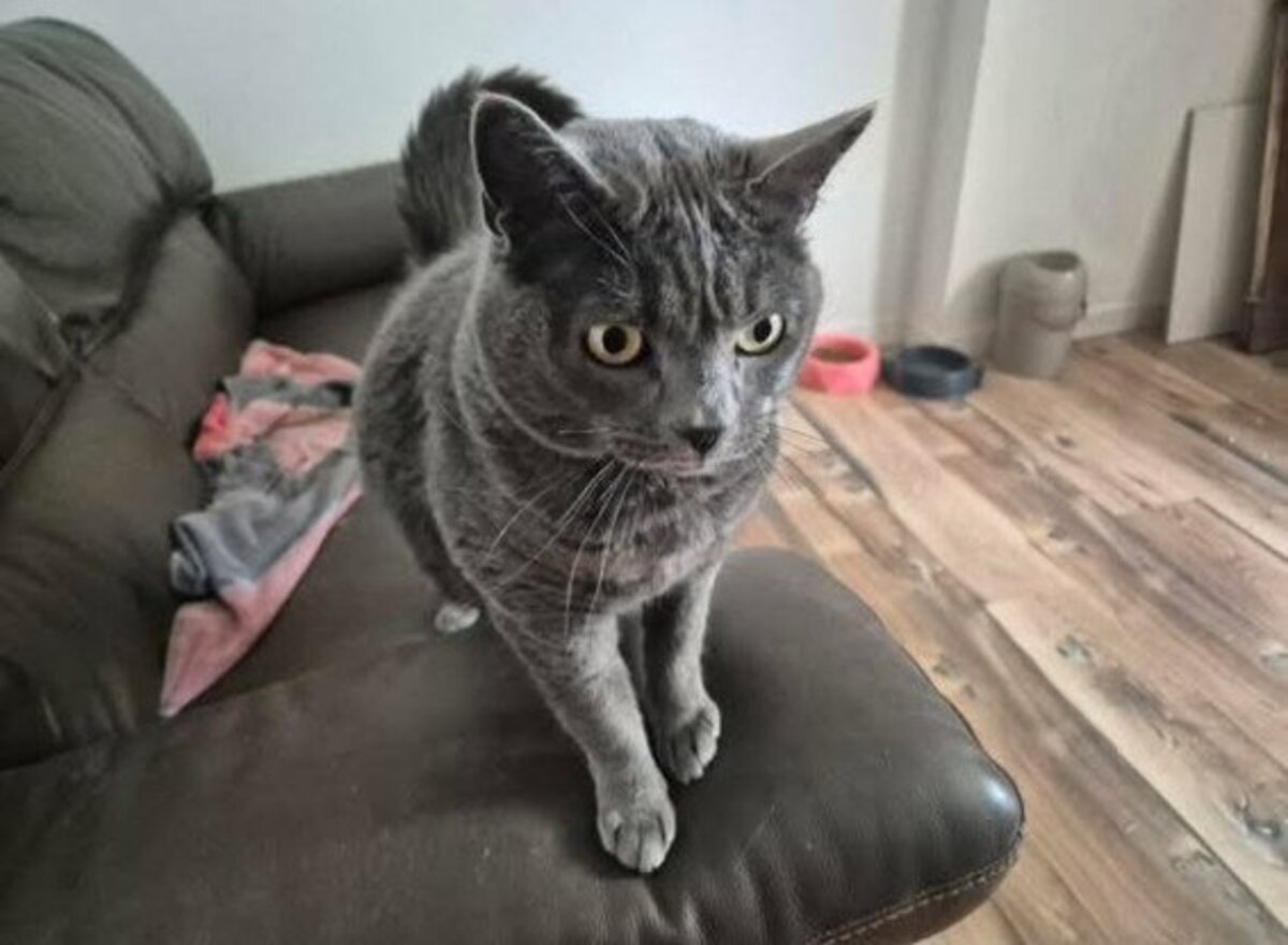 Adoption Mimine