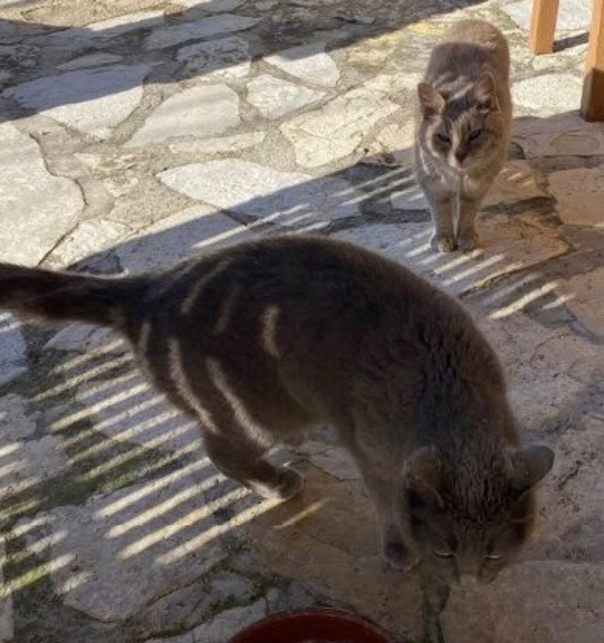 Adoption Mimine et razmoket