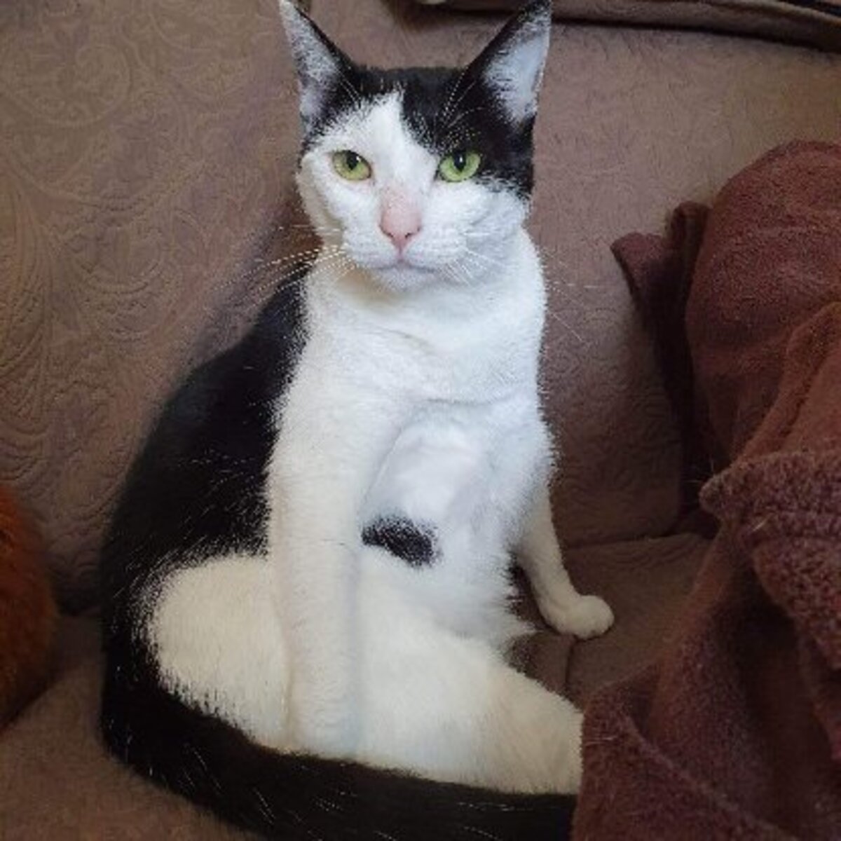 Adoption Mina