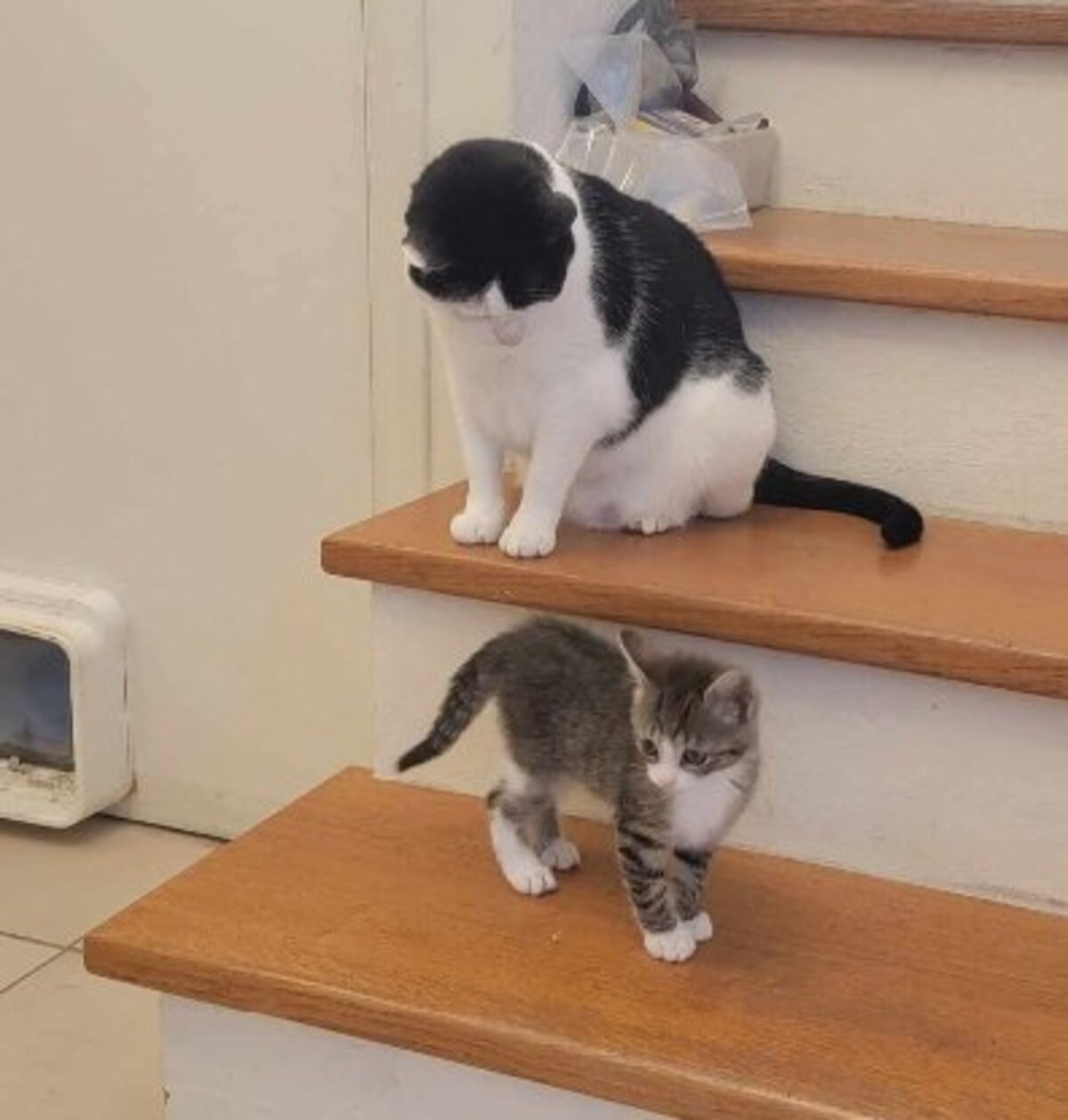 Adoption Mina