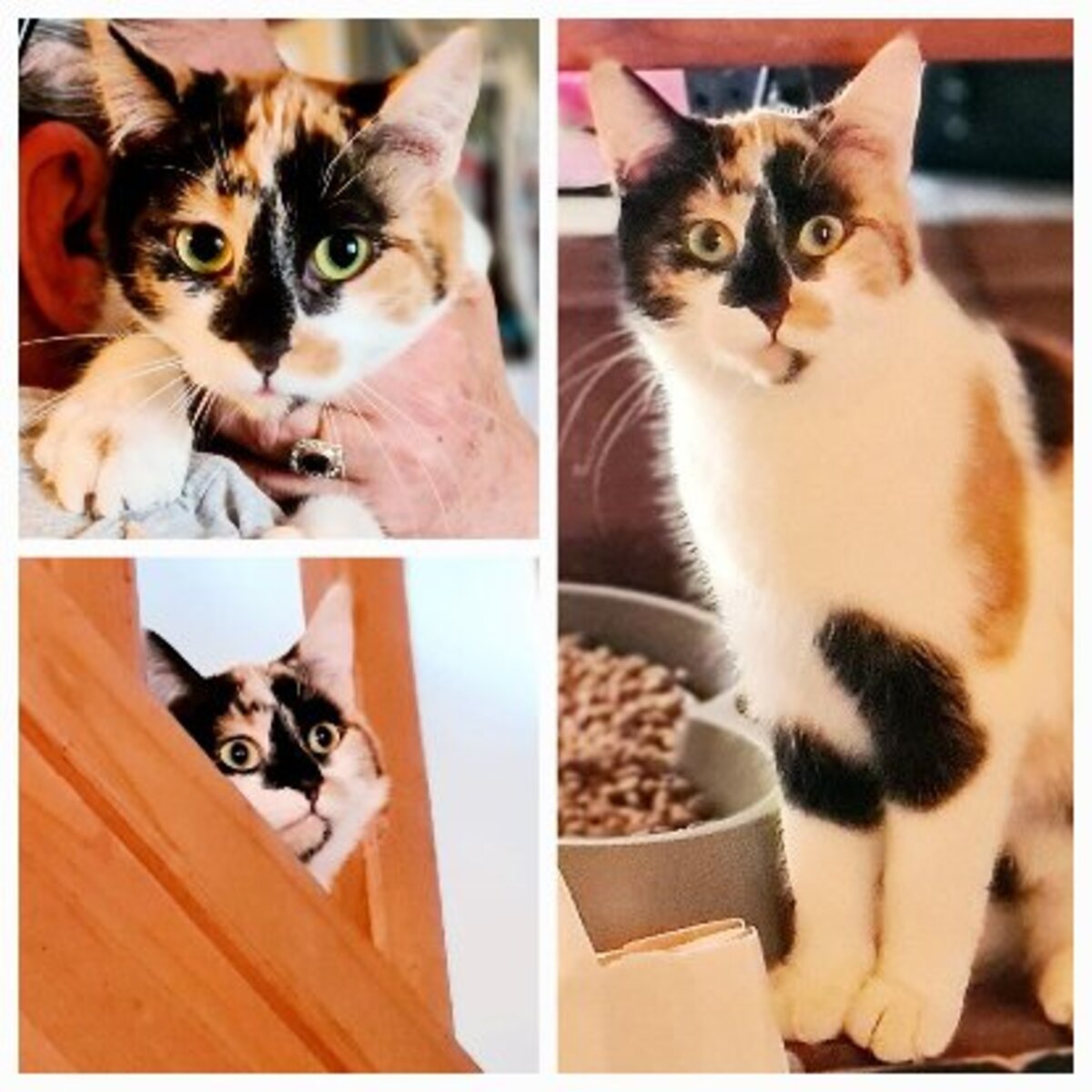 Adoption Mirabelle