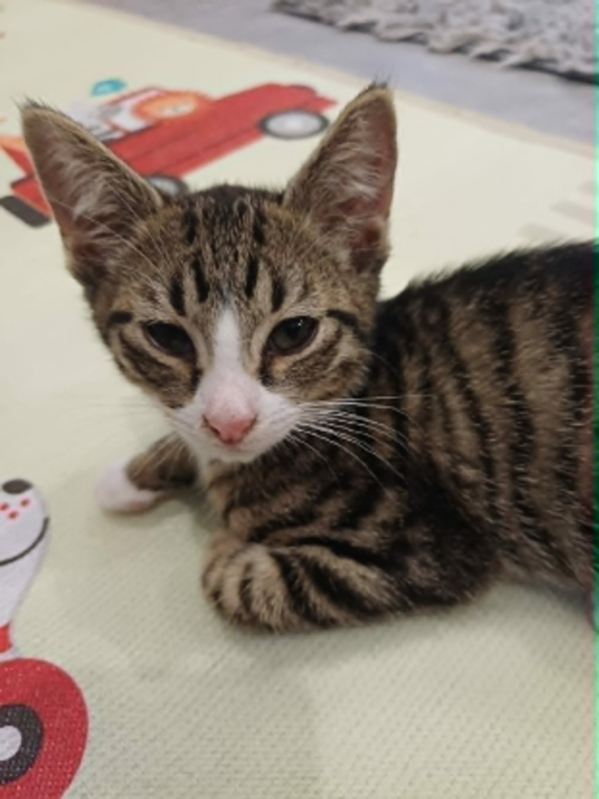Adoption Mistigri