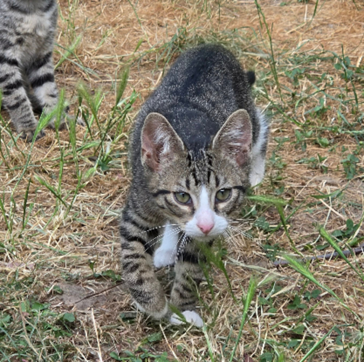 Adoption Mistigri
