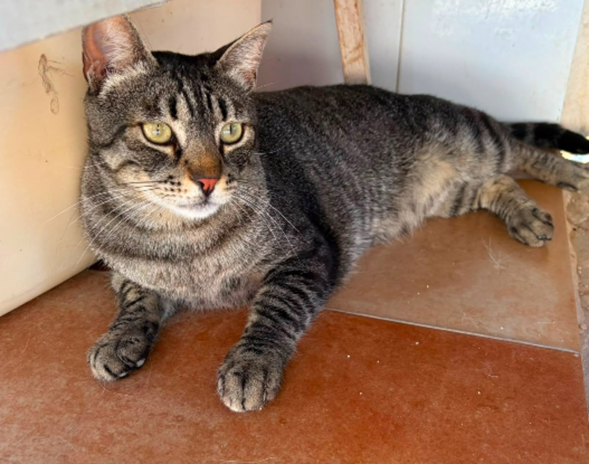 Adoption Misu