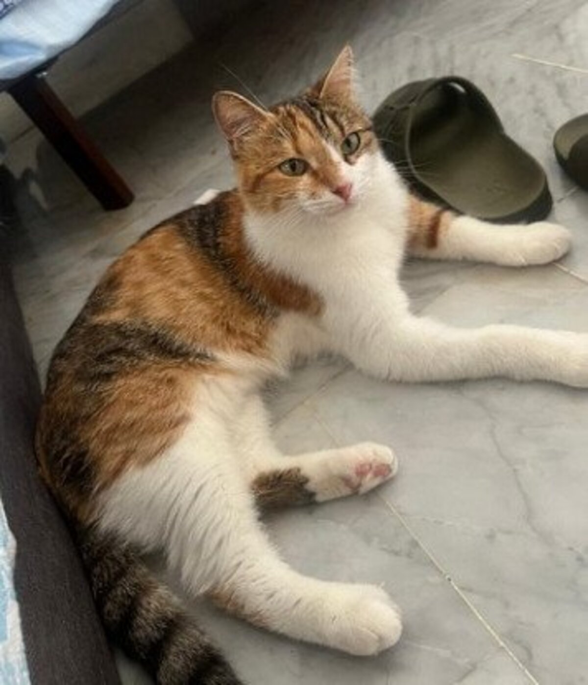 Adoption Mittens