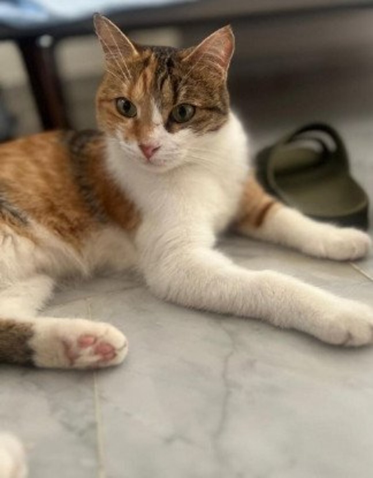 Adoption Mittens