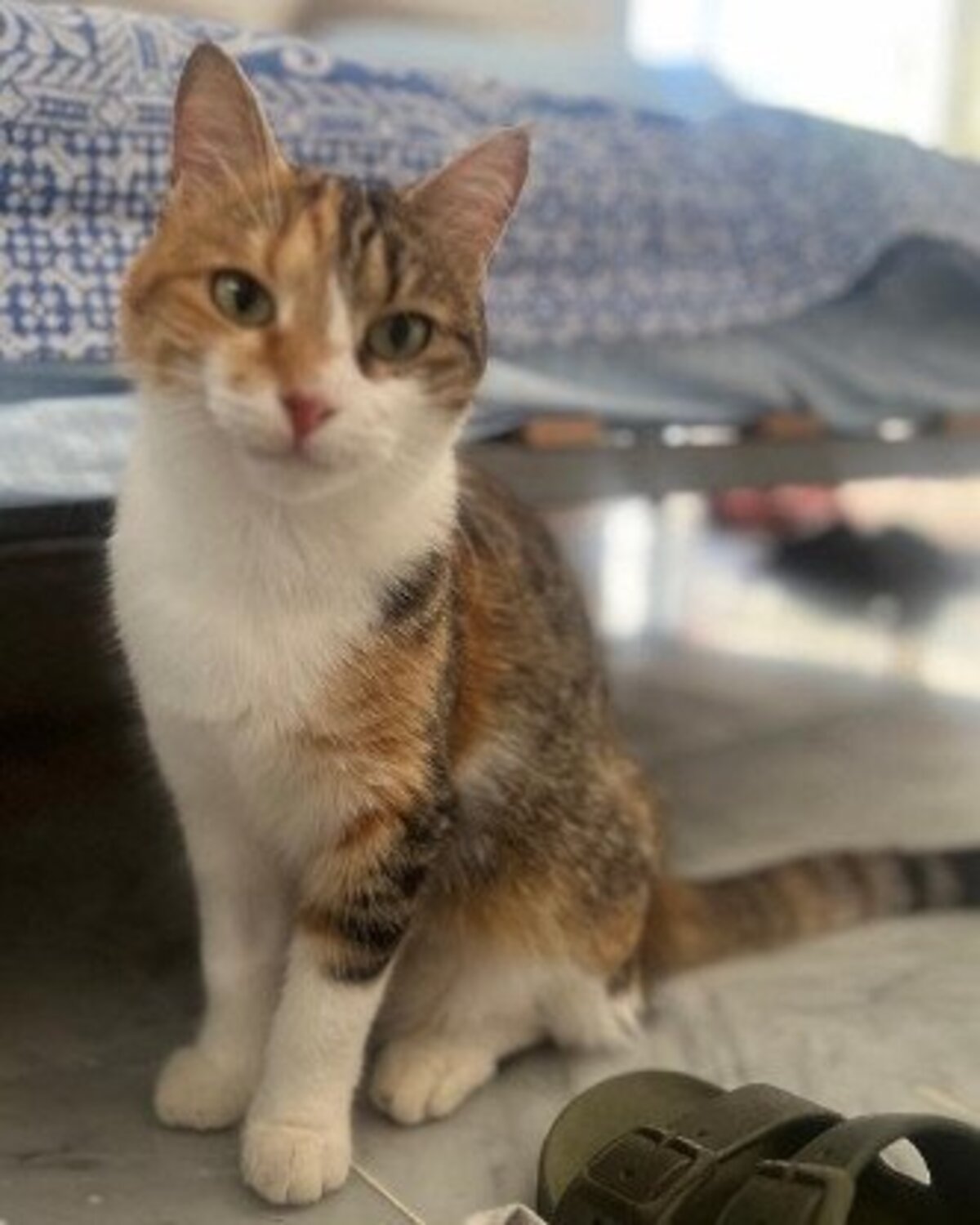 Adoption Mittens