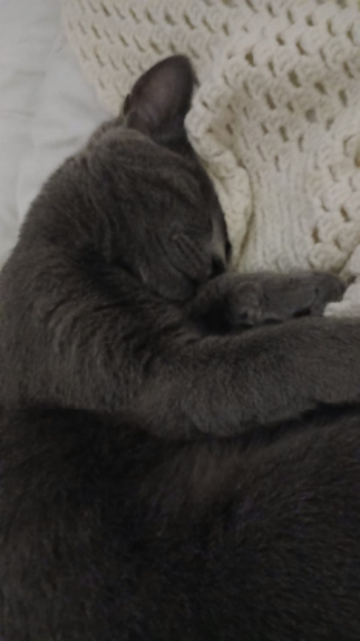 Adoption Mochi