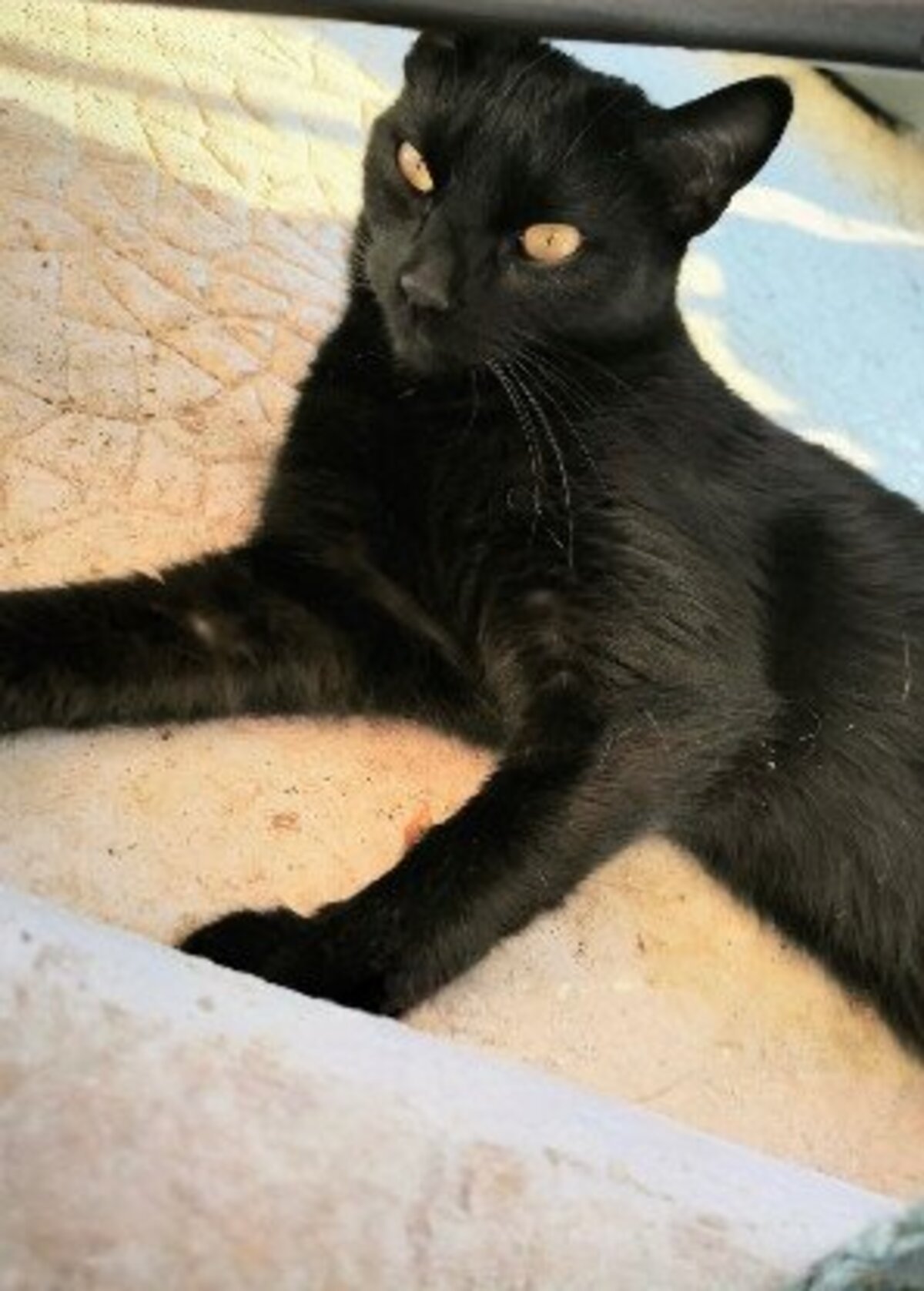 Adoption Moka