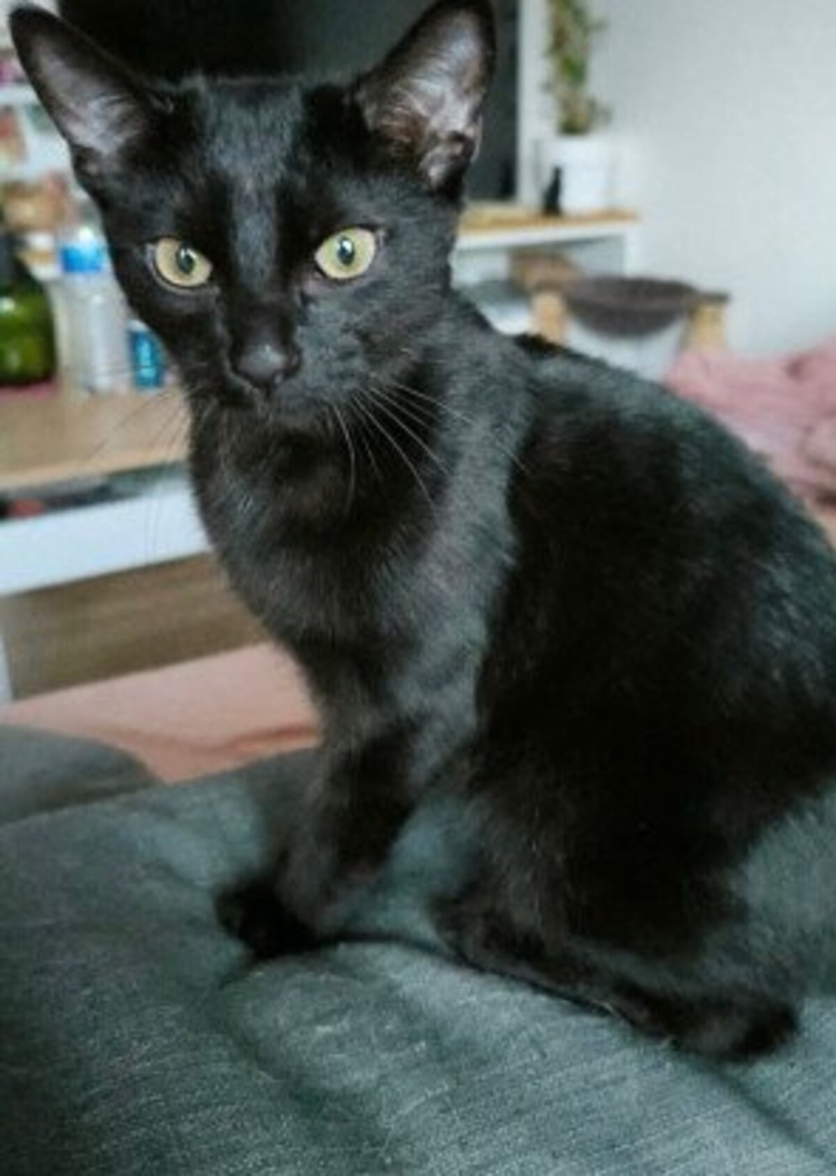Adoption Moka